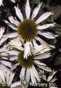 Echinacea purpurea 'Kim's Mophead'                