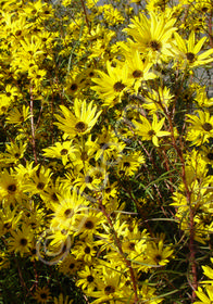 Helianthus angustifolius 'Gold Lace'