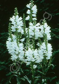 Physostegia virginiana 'Miss Manners'