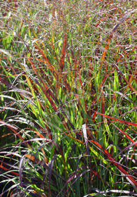 Panicum virgatum 'Shenandoah'