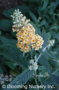 Buddleia x weyeriana 'Honeycomb'