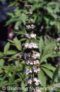 Vitex agnus-castus 'Silver Spires'                