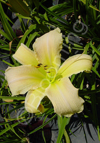 Hemerocallis 'Daiquiri'