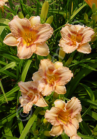 Hemerocallis 'Little Women'