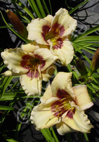 Hemerocallis 'Siloam Sugar Time'