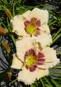 Hemerocallis 'Siloam Fairy Tale'