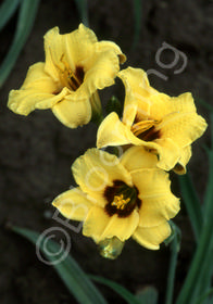 Hemerocallis 'Siloam June Bug'