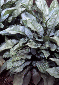 Pulmonaria 'Majeste'