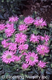 Monarda didyma 'Petite Wonder'                    