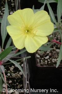 Oenothera fremontii 'Lemon Silver'                