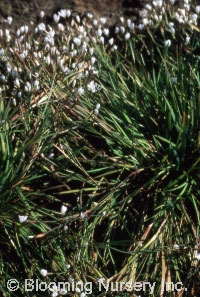 Sisyrinchium 'Mrs. Spivey'