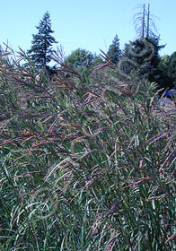 Andropogon gerardi 'Lord Snowdon'                 