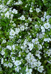 Veronica repens