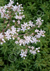 Sedum album 'Green Ice'