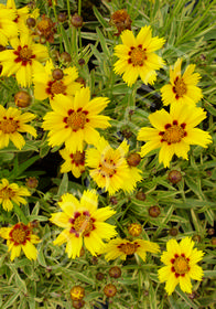 Coreopsis grandiflora 'Tequila Sunrise'