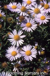 Boltonia asteroides 'Nana'                        