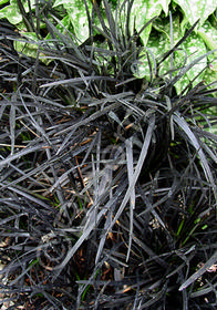 Ophiopogon planiscapus 'Ebony Knight'