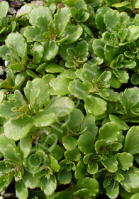 Sedum hybridum 'Immergrunchen'