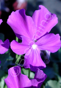 Viola 'Purple Showers'