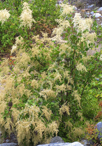 Holodiscus discolor