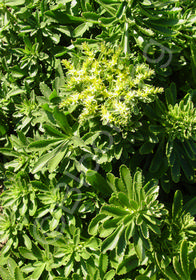 Sedum kamtschaticum 'Takahira Dake'