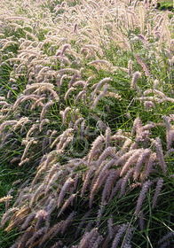 Pennisetum orientale 'Karley Rose'