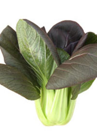 Brassica rapa var chinensis 'Red Choi'