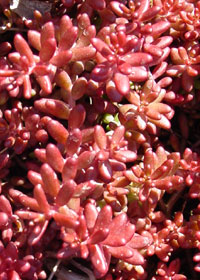 Sedum album var. micranthum 'Red Ice'