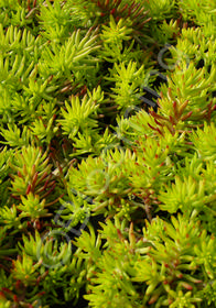 Sedum rupestre 'Sea Gold'