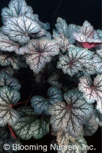 Heuchera 'Cascade Dawn'                           