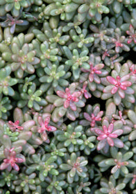 Sedum stefco