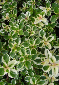 Thymus pulegioides 'Foxley'