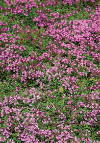 Thymus praecox 'Reiter's Red'