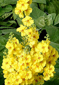 Verbascum 'Lemon Sorbet'