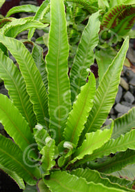 Phyllitis scolopendrium