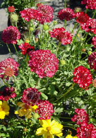 Scabiosa atropurpurea 'Chat Noir'