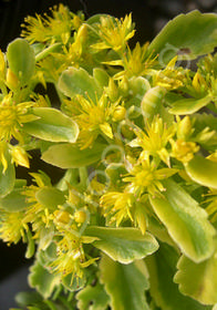 Sedum kamtschaticum 'The Edge'