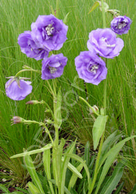 Campanula persicifolia 'La Belle'