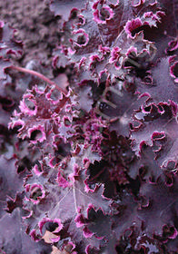 Heuchera 'Purple Petticoats'