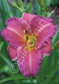 Hemerocallis 'Purple d'Oro'