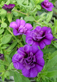 Calibrachoa 'MiniFamous Double Blue'