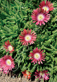 Delosperma dyeri 'Red Mountain' 