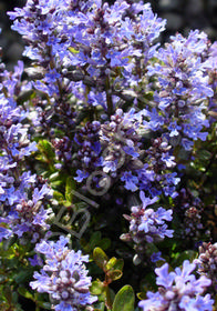 Ajuga 'Chocolate Chip'