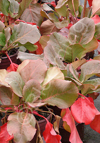 Bergenia hybrida 'Morning Splendor'