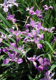 Iris Pacific Coast 'Lavender'