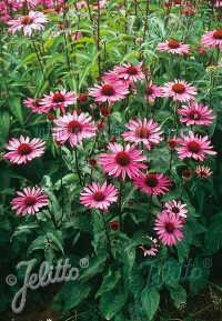 Echinacea purpurea Ruby Star' (Rubinstern)