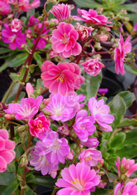 Lewisia x cotyledon 'Little Plum'