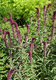 Lysimachia atropurpurea 'Beaujolais'