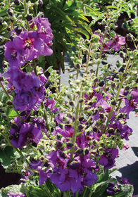 Verbascum phoeniceum 'Violetta'