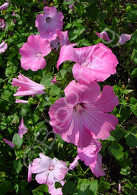 Lavatera x clementii 'Chamallow'